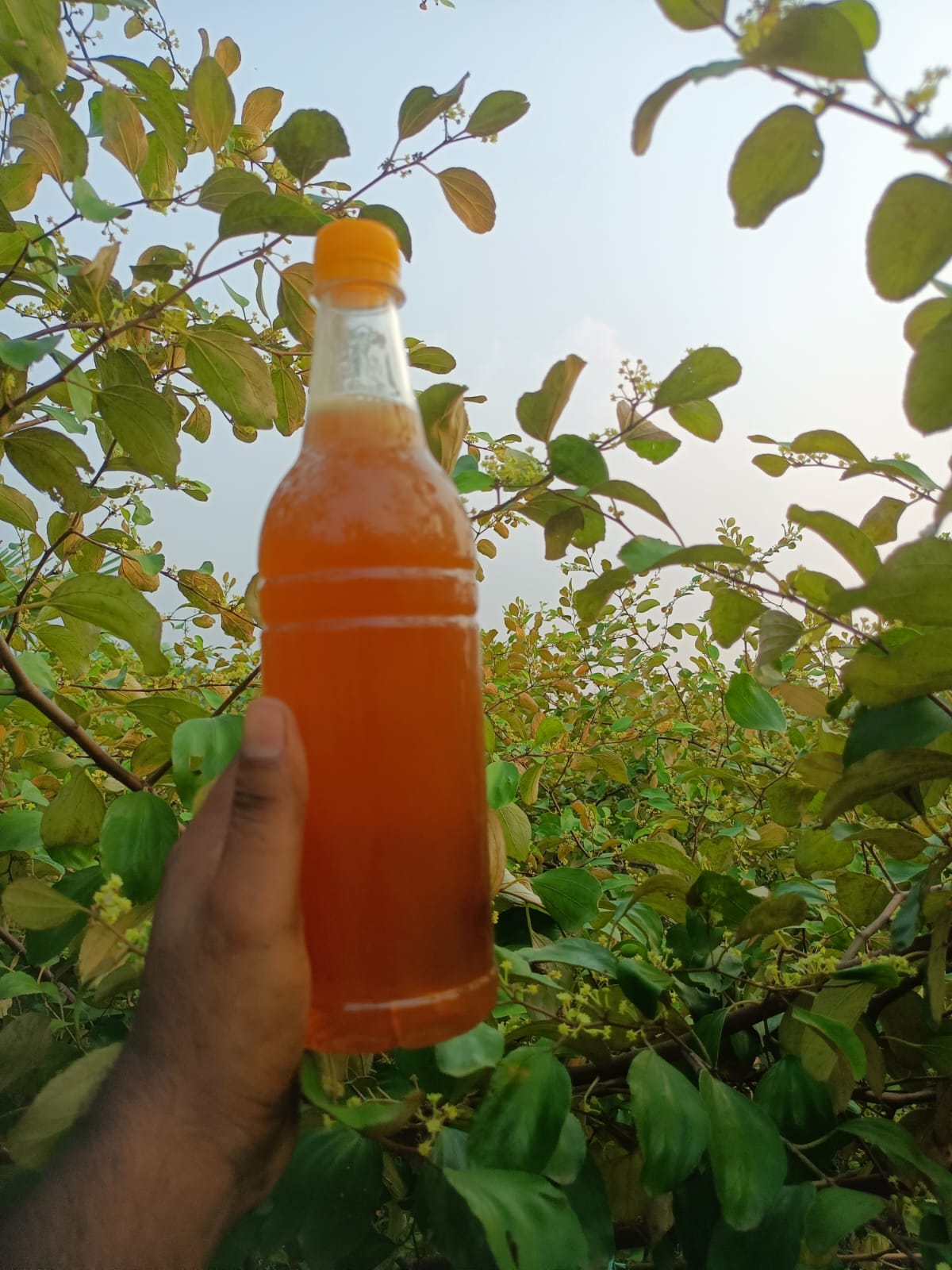 বরই ফুলের মধু (1kg) - Image 3