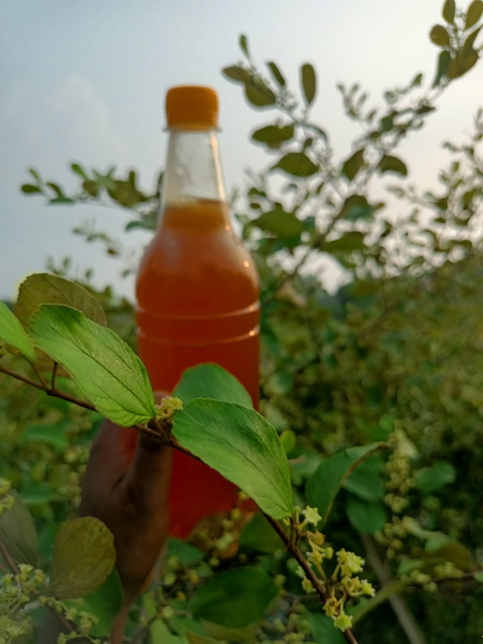 বরই ফুলের মধু (1kg) - Image 4